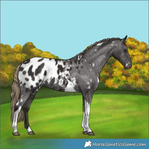 Horse Color:White Spotted Liver Chestnut Tobiano Appaloosa 