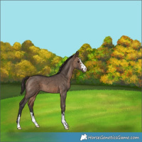 Horse Color:Brown Dun Appaloosa Brindle