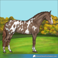 Horse Color:Liver Red Dun Appaloosa Brindle 
