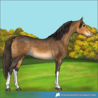 Horse Color:White Spotted Buckskin 