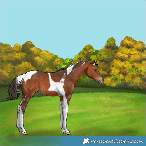 Horse Color:Bay Tobiano 