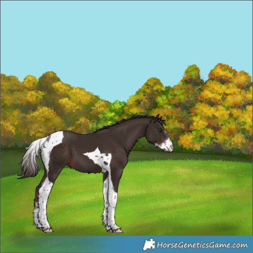 Horse Color:Liver Chestnut Sabino Tobiano 