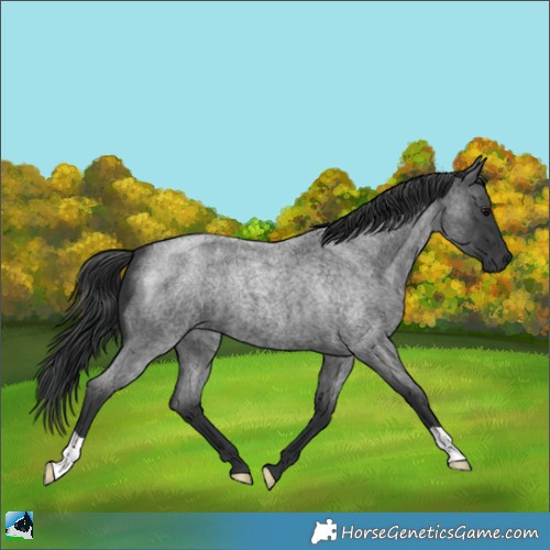 Horse Color:Blue Roan Mushroom 