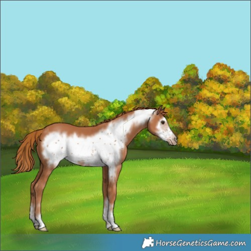 Horse Color:Chestnut Frame 
