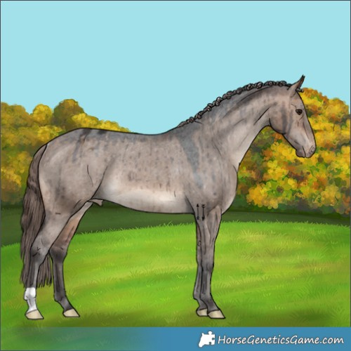 Horse Color:Brown Dun Appaloosa Rabicano Brindle 