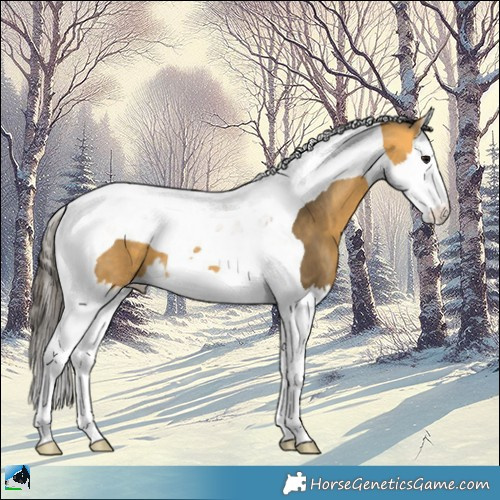 Horse Color:Buckskin Splash Tobiano 