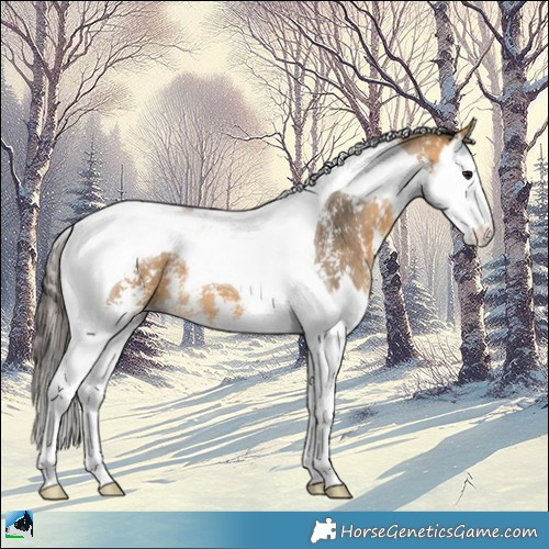 Horse Color:Buckskin Sabino Splash Tobiano 