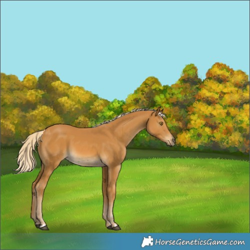 Horse Color:Palomino 
