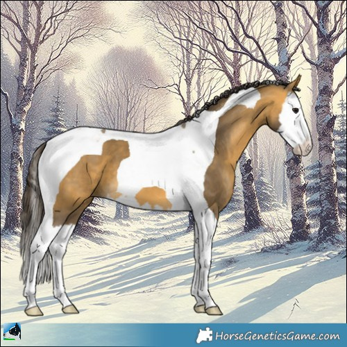 Horse Color:Buckskin Splash Tobiano 