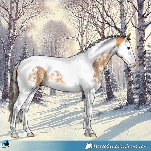 Horse Color:Buckskin Sabino Splash Tobiano 
