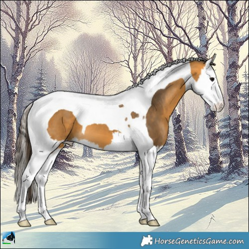 Horse Color:Buckskin Splash Tobiano 