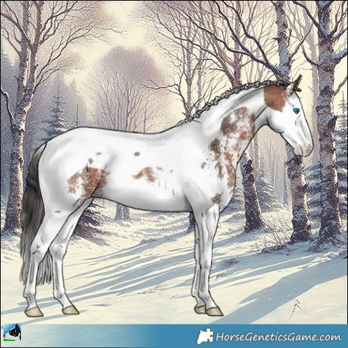 Horse Color:Bay Sabino Splash Tobiano 