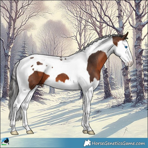 Horse Color:Brown Splash Tobiano 