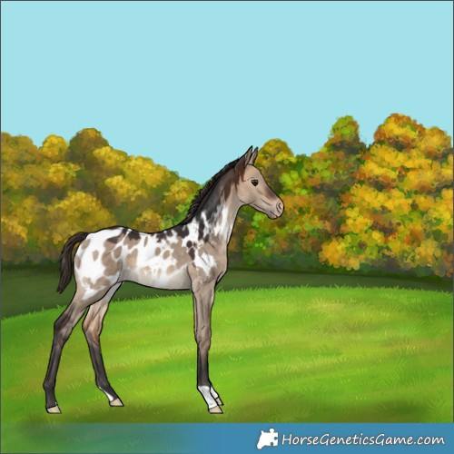 Horse Color:Bay Dun Appaloosa 