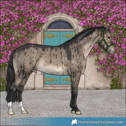 Horse Color:Brown Dun Appaloosa Brindle 