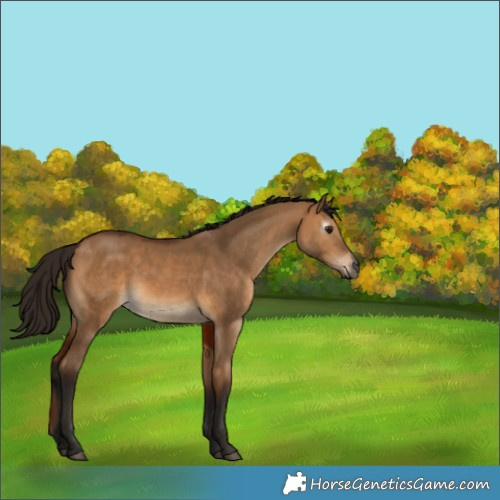 Horse Color:Gray Bay Dun 
