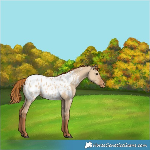 Horse Color:Red Dun Appaloosa 