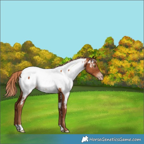 Horse Color:Gray Gold Champagne Appaloosa 
