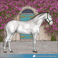 Horse Color:Chocolate Grullo Roan Splash Appaloosa 