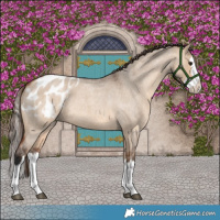 Horse Color:Bay Roan Dun Splash Appaloosa 