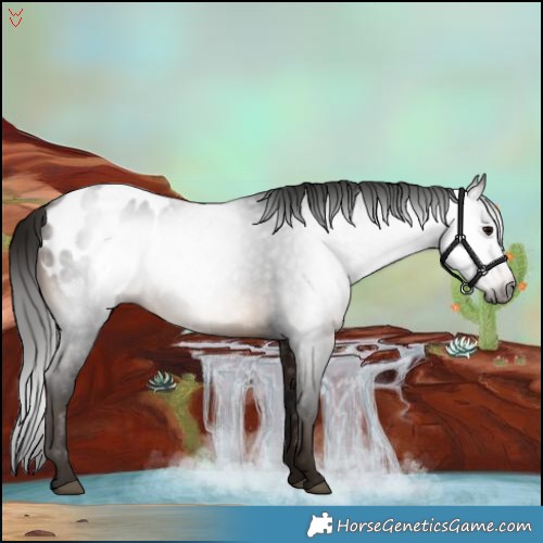 Horse Color:Gray Bay Appaloosa 