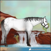 Horse Color:Gray Bay Appaloosa 