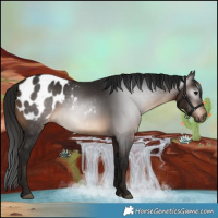 Horse Color:Gray Bay Appaloosa 
