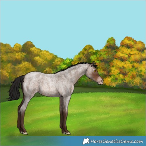 Horse Color:Gray Amber Champagne Roan 