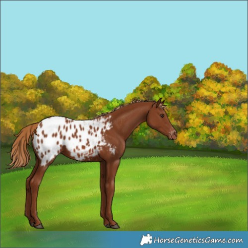 Horse Color:Chestnut Appaloosa 