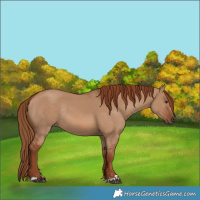 Horse Color:Red Dun Rabicano 