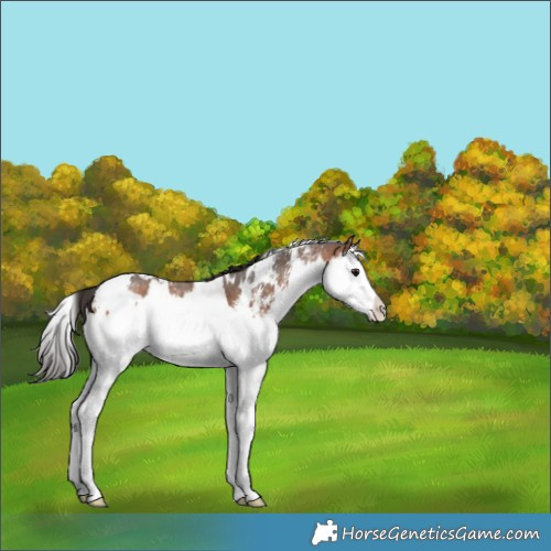 Horse Color:White Spotted Bay Sabino Splash 