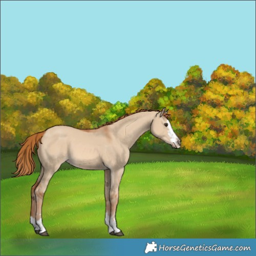 Horse Color:Red Dun 