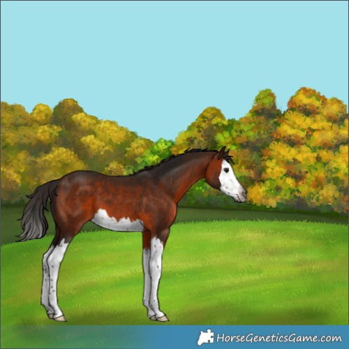 Horse Color:Gray Bay Splash 