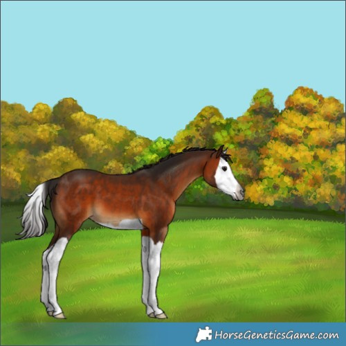 Horse Color:Gray Bay Splash 