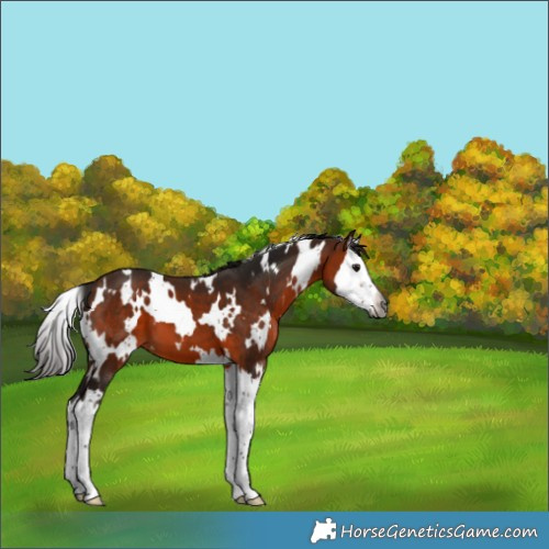 Horse Color:Gray White Spotted Bay Splash 