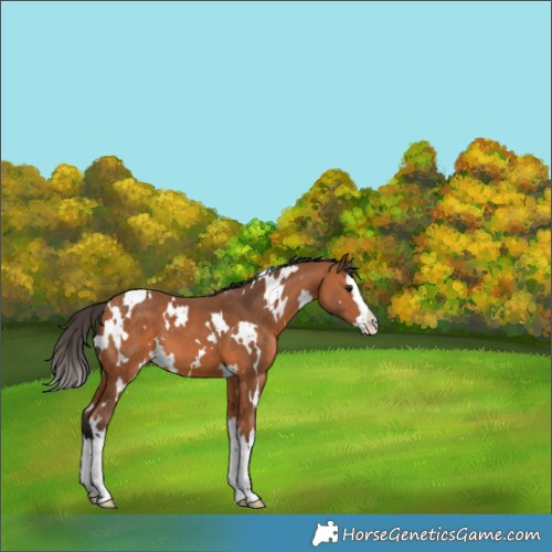 Horse Color:White Spotted Bay Splash 