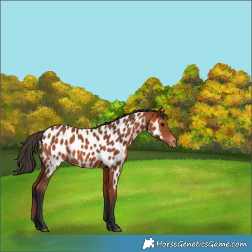 Horse Color:Bay Appaloosa 