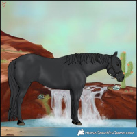 Horse Color:Black 