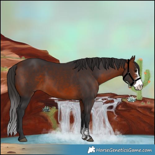 Horse Color:Bay Sabino 