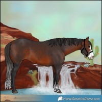 Horse Color:Bay Sabino
