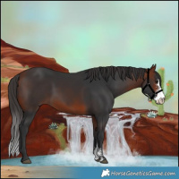 Horse Color:Bay Sabino