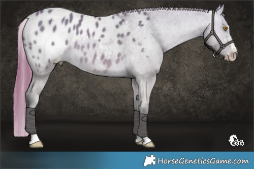 Horse Color:Buckskin Dun Appaloosa 