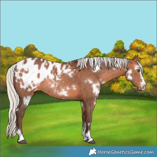 Horse Color:White Spotted Silver Brown Appaloosa Rabicano