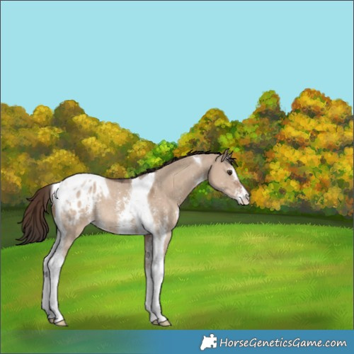 Horse Color:Liver Red Dun Sabino Tobiano Appaloosa Rabicano