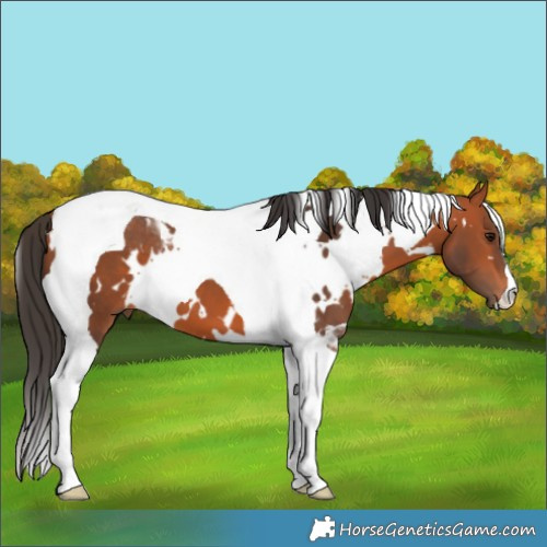 Horse Color:White Spotted Bay Tobiano 