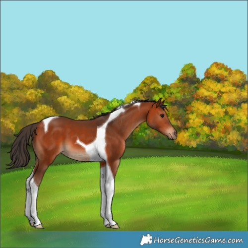 Horse Color:Bay Tobiano 