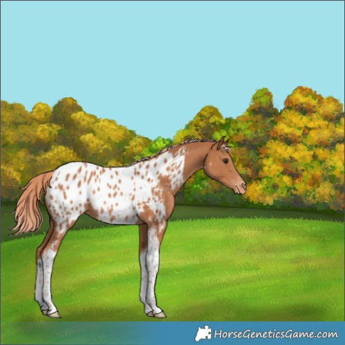 Horse Color:Chestnut Tobiano Appaloosa 
