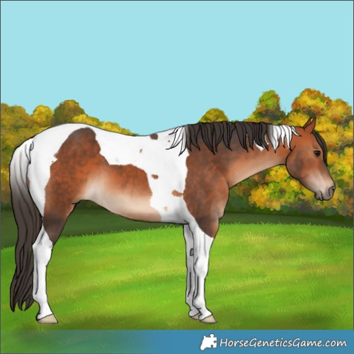 Horse Color:Bay Tobiano 