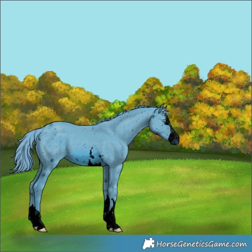 Horse Color:ERROR: UNKNOWN ANOMALY