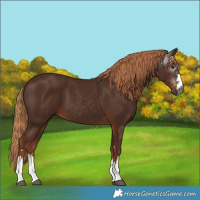 Horse Color:Gray Chestnut 